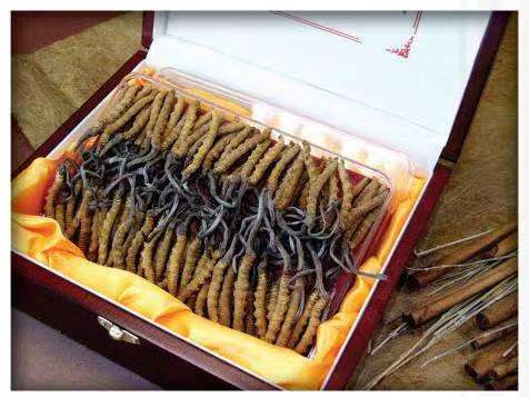 崇阳冬虫夏草回收